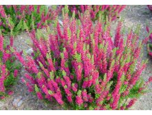 Calluna Dark Star-1,61