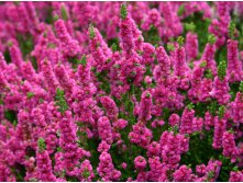 Calluna Flamenco-1,75