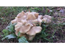 20150915 142925.jpg