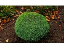  Green Globe 20-25cm C2-19,04.jpg