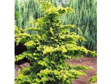  obtusa Fernspray Gold 20-25cm C3-15,53.jpg
