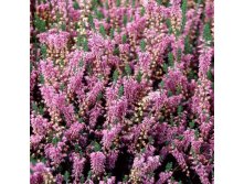 Calluna Heidesinfonie-1,75