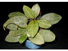 Hoya elliptica  -   