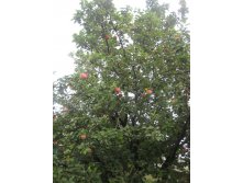 IMG 1353.jpg