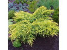 95,7.  Juniperus media Gold Star.jpg