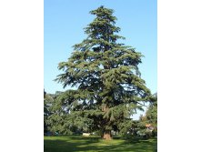 95,7.  Cedrus deodara.jpg
