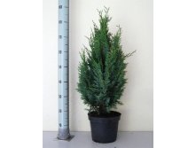 86,9.  Chamaecyparis lawsoniana Columnaris.jpg