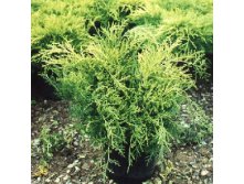 95,7.  Juniperus chinensis Aurea.jpg