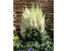 Astilbe-Beach-Party.jpg