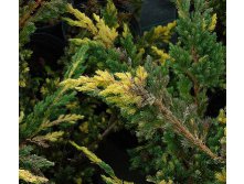 106,7.  Juniperus squamata Golden Flame.jpg