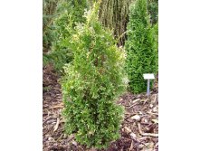 112,2.  Thuja occidentalis Konfettii.jpg