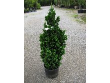 113,3.  Thuja occidentalis Zmatlik.jpg