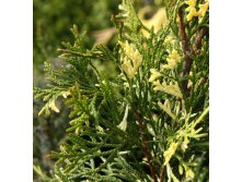 106,7.  Thuja occidentalis Spotty Smaragd.jpg