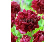 Paeonia-Arman.jpg