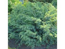 106,7.  Juniperus squamata Blue Swede.jpg