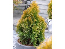 139,7.  Thuja occidentalis Golden Anne.jpg