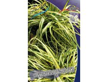 97,1.  (CAREX) (   1 .,   1.).jpg