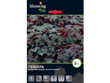 Heuchera-Palace-Purple.jpg