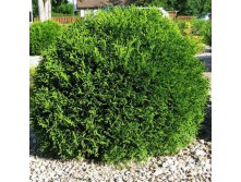 95,7.  Thuja occidentalis Little Giant.jpg