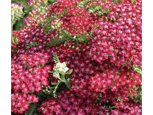 Achillea-summer-wine.jpg