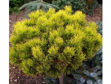 420,2.  Pinus mugo Carsten Wintergold.jpg