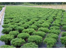 90,2.  Pinus mugo mugo.jpg