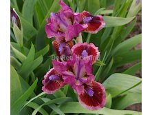 Iris-germanica-mini-cat's-eye 2.jpg