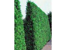 79,2.  Thuja occidentalis Brabant