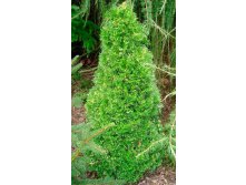 106,7.  Thuja occidentalis Spotty Smaragd.jpg