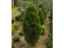 95,7.  Pinus nigra Pyramidalis.jpg