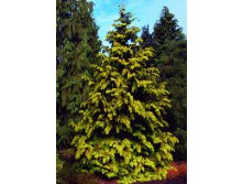 101,2.  Thuja plicata Zebrina Extra Gold.jpg