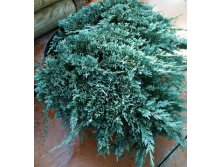 172,7.  Juniperus horizontalis Icee Blue.jpg