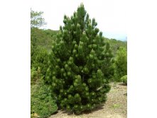 442,2.  Pinus heldreichii Satellit.jpg