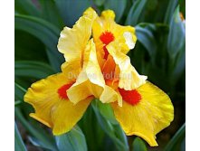 Iris-germanica-mini-circus-dragon.jpg