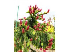 picea abies acrocona  ( )