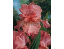 Iris Pink Horizon.jpg