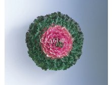 Капуста декоративная Певчая птичкаа Розовая 5шт 12.jpg