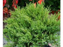 95,7.  Juniperus horizontalis Andorra Compact.jpg