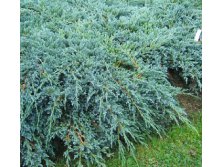 106,7.  Juniperus squamata Blue Carpet.jpg