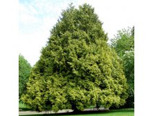 79,2.  Thuja plicata Zebrina.jpg