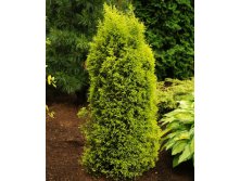 95,7.  Juniperus communis Gold Cone.jpg