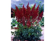 Astilbe-Red-Sentinel.jpg