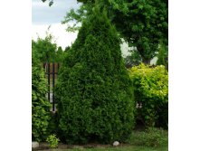 99.  Thuja occidentalis Holmstrup.jpg