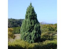 95,7.  Juniperus chinensis Stricta.jpg