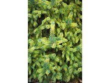 172,7.  Picea abies Gold Dust.jpg