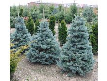 398,2.  Abies lasiocarpa Compacta.jpg