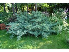 106,7.  Juniperus virginiana Hetz.jpg