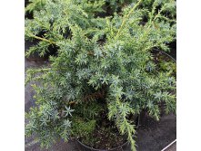 95,7.  Juniperus chinensis Blue Alps.jpg