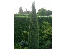 95,7.  Juniperus communis Arnold.jpg