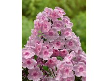 Phlox-Rainbow-Dancer.jpg